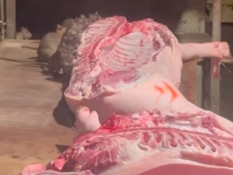 屏東豬肉攤「老鼠自助餐」爭議：傳統市場食安疑慮與現代化轉型